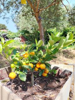 Apartments with parking spaces Losinj, Losinj - 24690 - 2