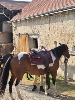 Yourte Castanea Insolite Val de Loire proche Langeais & Châteaux - 4