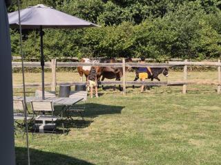 Yourte Castanea Insolite Val de Loire proche Langeais & Châteaux - 3