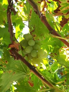 Apartments with parking space Starigrad, Paklenica - 11848 - 1