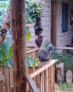 Casa da Pedra Chata - 1