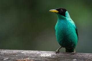 El Toro en Bicicleta - 3