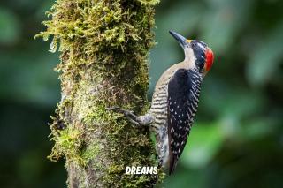 El Toro en Bicicleta - 2