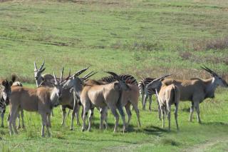 3BR Drakensberg Retreat, Mountain Views and Braai - 9