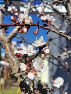 das Alpenblick & Outdoor Lodge Nauders - 5
