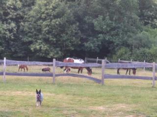 Gîte Le Jardin Secret Castanéa Parc Loire Anjou Touraine - 1
