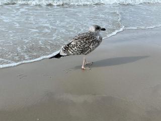 4 person holiday home in Blokhus-By Traum - 2