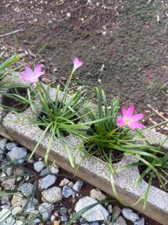 与論島の宿とーとぅがなし - 1