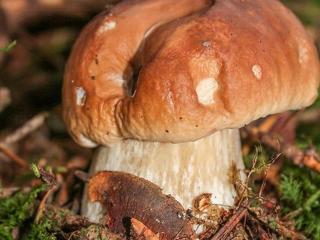 Gîte familial en pleine nature avec cour privée, Wi-Fi et proche randonnées à Le Mas-de-Tence - FR-1-582-132 - 1