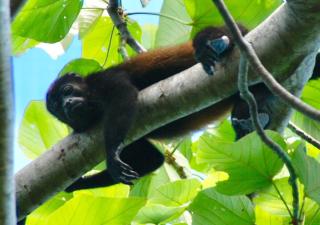 Libelula Breathtaking Ocean Mountain and Jungle Views with Pool - Nicoya - 5