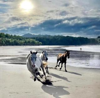 Libelula Breathtaking Ocean Mountain and Jungle Views with Pool - 3