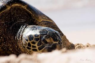 Kulakane 105 · KK105 Sunsets Ocean Views Oceanfront in West Maui - 1