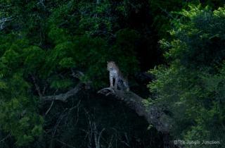 The Wandering Tusk Hostel - 4