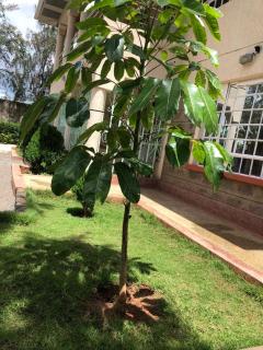 Stylish 3-BR Apt in Kitengela - 3