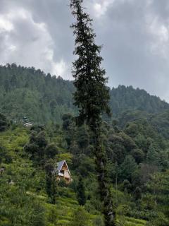 The Nature View Tree Cottage - 7