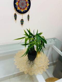 1bhk in Calangute North Goa nearby beach - Sea Breeze Bay - 4