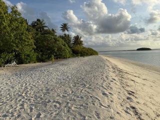 Coconut Palm Dhidhoo - 0