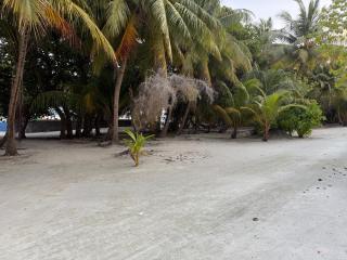 Coconut Palm Dhidhoo - 7