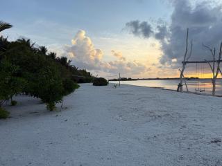 Coconut Palm Dhidhoo - 3