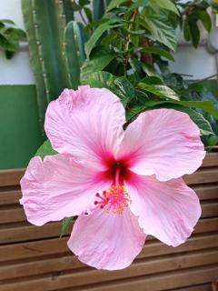 " Kalaoula", trois chambres, jardin cosy, spa, cinq mn plage, Terre-Sainte - 1