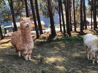 Silver Mist Resort, Haenertsburg - 2