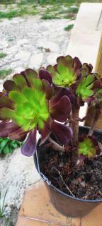 Le Laoul cottage 2 people - 6