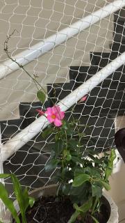 Sobrado com Piscina - 7