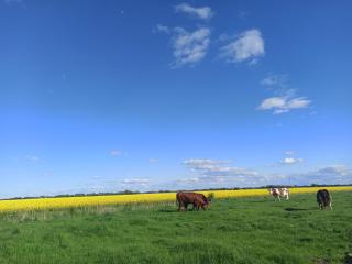 Landblick - idyllische Wohnung an der Nordsee - Simonsberg - 8