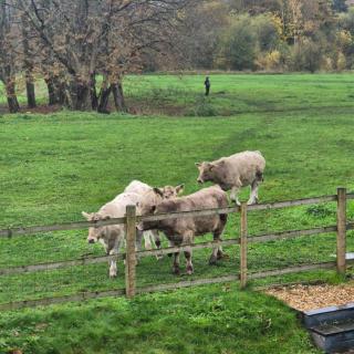 Cwtch on The meadow - 1