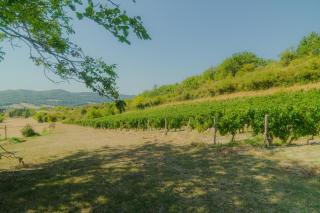 La Souche Fleurie, Cottage Lucien - 2