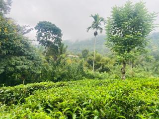 Nine arch echo Villa Ella - 7