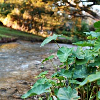 Alluring Tented Cabin on Geronimo Creek - Perfect Glamping Vacation Destination in Seguin, Texas - 2
