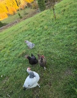 Chambre indépendante au cœur du Haut Jura - 7