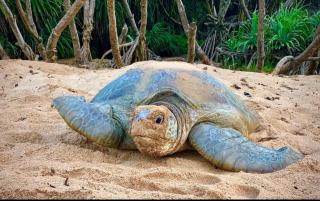 Garden Oasis Rekawa - 7