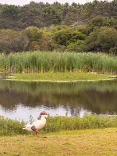 Casa Las Vistillas -La Pedrera- con lago privado a metros del Mar - 7