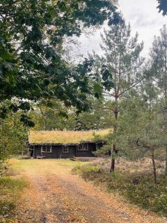 Norsk Bjælkehytte Mellem Lyng Og Grantræer - 9