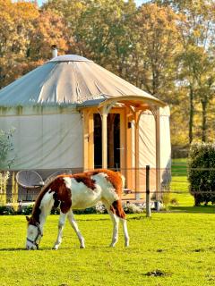 Magnolia Hoeve - Unieke Bestemming voor Paardenliefhebbers en Bijzondere Overnachtingen in de natuur - 6