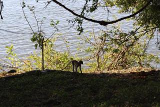 Mongwe Safari Camp - 7