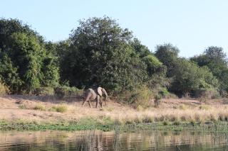Mongwe Safari Camp - 8