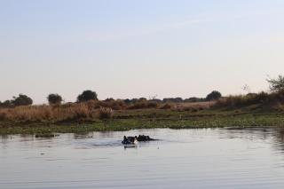 Mongwe Safari Camp - 9