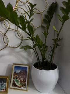 Cozy apartment - Craiova - 1