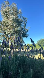 La Colorada de Yacanto - 7