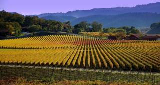 Charming Napa Retreat Walk to Wineries & Dining - 1