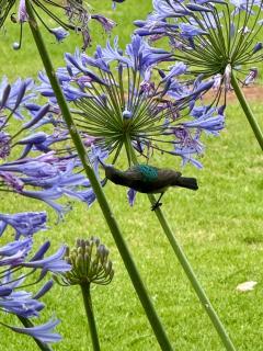 La Ronel Guest Farm - 9