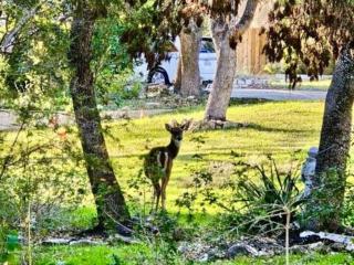 New 4BDRetreat Next to Greenbelt - 6