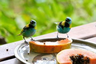 Suíte e sala - Vista Barra do Sahy - 2