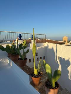 Agave Urban Oasis in Matino - 9