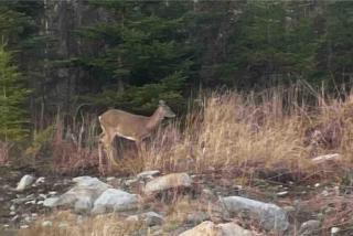 Puddin' Pan Cozy Beach Cottage on Ocean - 3