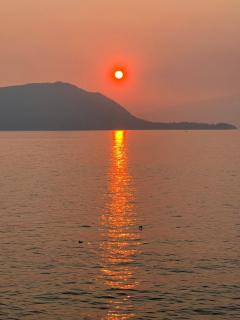 Dream House -Water Lily - 9