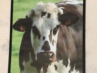 Charmante maison avec wifi et animaux acceptés aux portes d'Alençon - FR-1-497-163 - 0